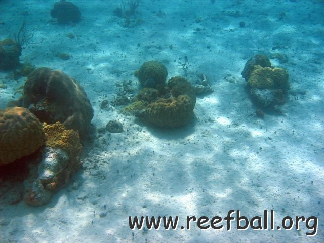 F014 corals in center are F010