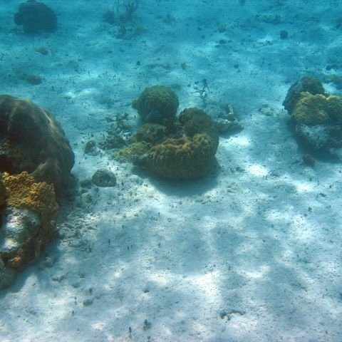 F014 corals in center are F010
