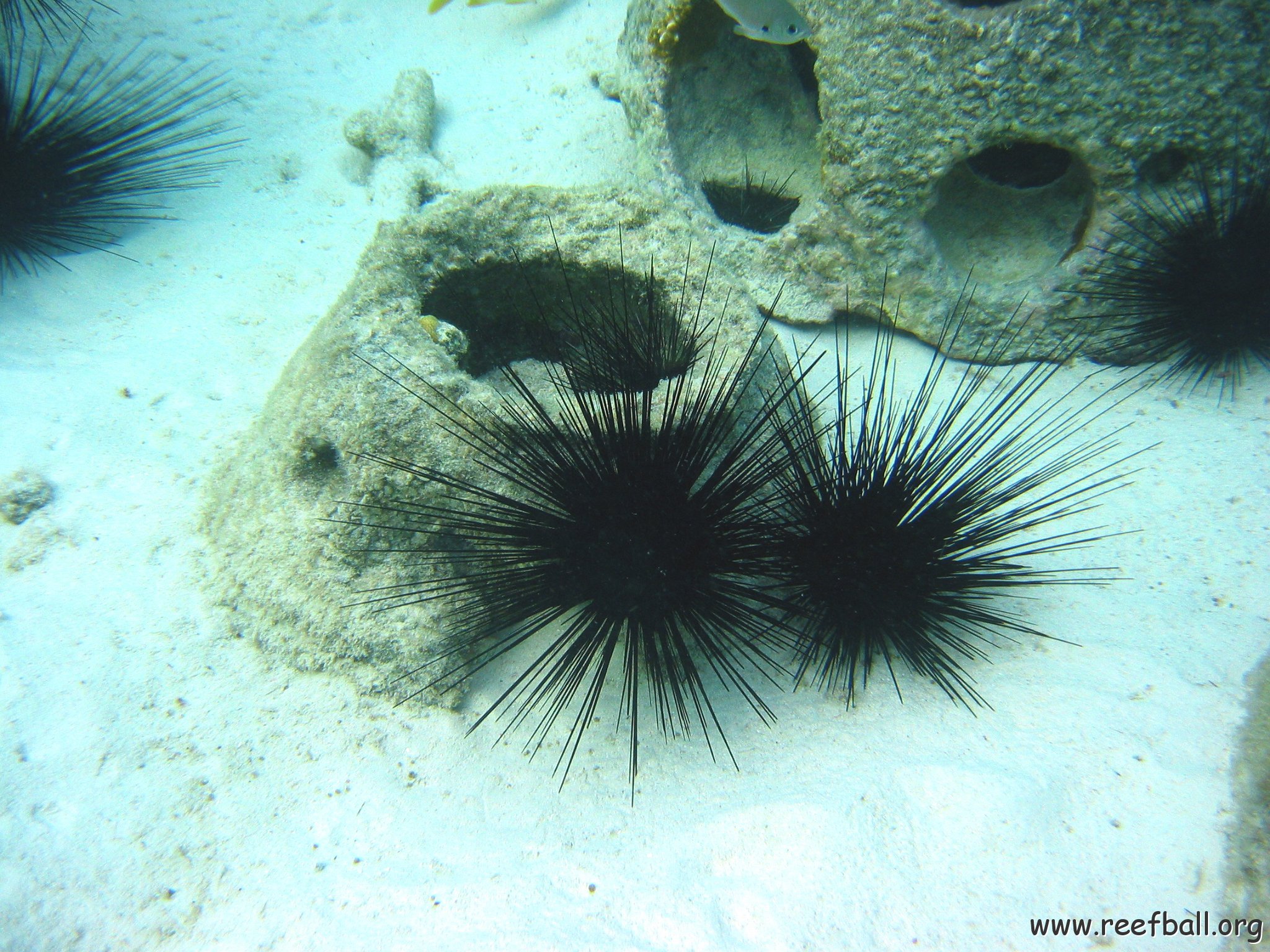 sea_urchins_cl_8_east