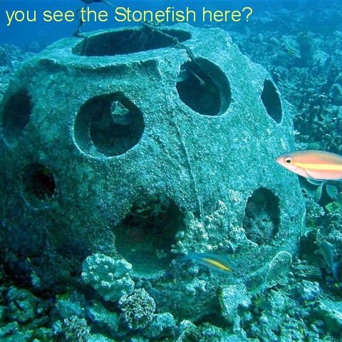 TEXT_Gab_Gab_II_Reef_concrete_ball_with_stonefish_YK__2_