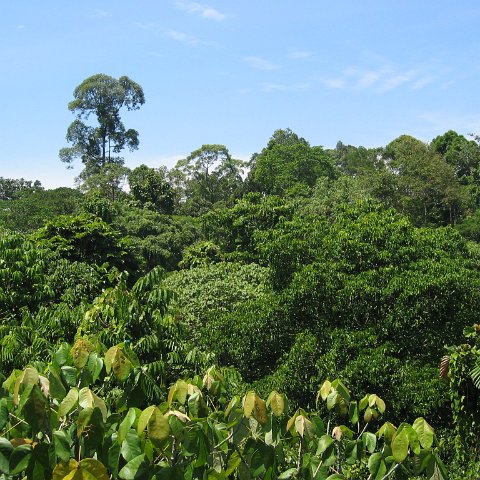 Harrys-rainforest center (14)