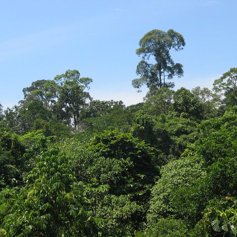 Harrys-rainforest center (18)