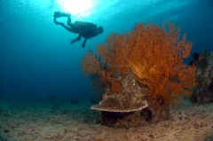 Reef Ball With Scuba Diver
